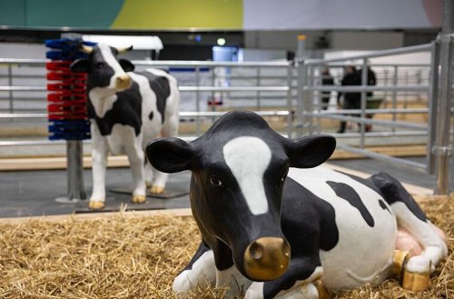 Grüne Woche mit Besucherzuwachs: 310.000 unterm Funkturm