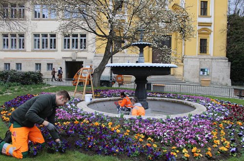 Kitzingen: Gärtner lassen Kitzingen erblühen - und geben wertvolle Tipps für den heimischen Garten