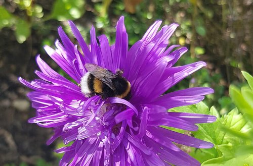 Hummeln, Wildbienen und Pflanzenschutzmittel: Universität Würzburg veröffentlicht Studie
