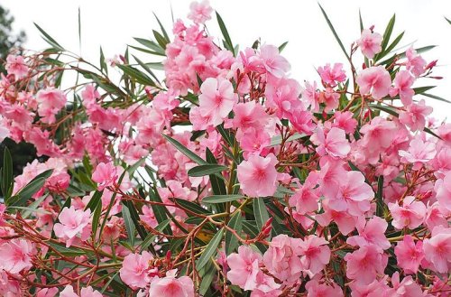 Oleander schneiden: Diese Tipps lassen die Pflanze wieder richtig blühen