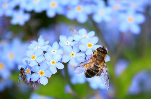 Bienenfreundlicher Garten: So legst du ihn an - Gestaltungstipps und Ideen