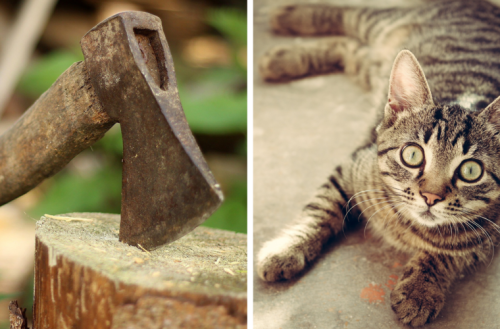 Vaterstetten: Tierquäler zerstückeln Katze bei lebendigem Leib und verteilen Gliedmaßen