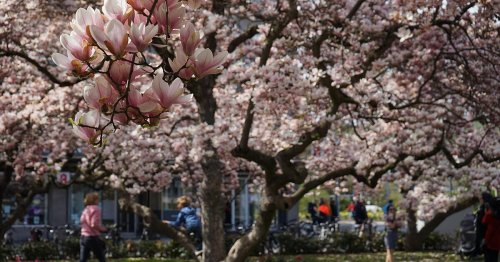"Ein wahrer Augenschmaus": Magnolien in Franken stehen in voller Blüte - Die schönsten Fotospots