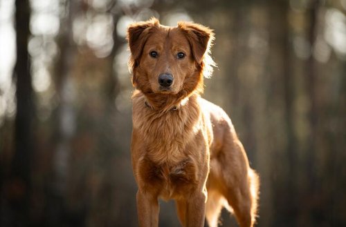 Fränkisches Tierheim hofft auf ein "Happy End" für Hunde - "bitte helft uns"
