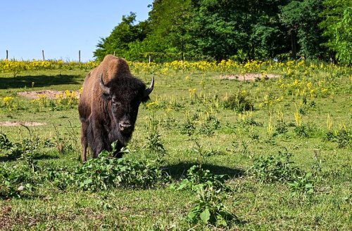 Entlaufene Bisons lösen Großeinsatz in der Oberpfalz aus - sie sind nicht die einzigen tierischen Ausreißer