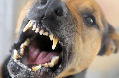 Bad Rodach: Hund greift kleines Mädchen an - Biss hat Konsequenzen für Herrchen