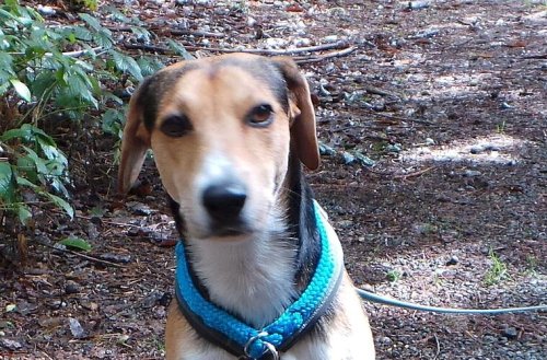 Tierheim Kulmbach: Hund Brutus musste schon fünf Mal sein Zuhause wechseln - "keine Macken entdeckt"
