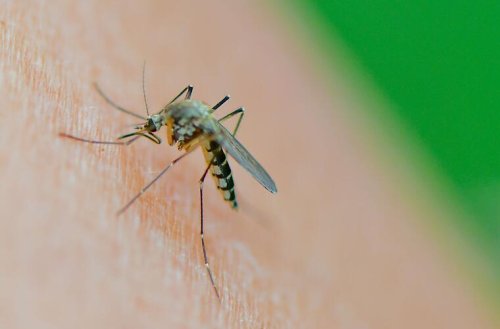 Bayern: Extreme Stechmücken-Plage - Biologin erklärt Ursache