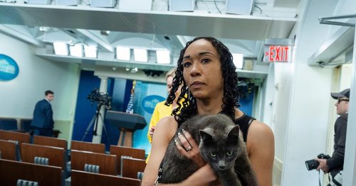 Katze auf Abwegen sorgt für Aufsehen im Weißen Haus