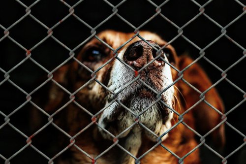 Tierheim Nürnberg: Diese Hunde warten seit Jahren sehnsüchtig auf neue Besitzer