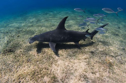 Hammerhaie werden auf den Bahamas zu Stubenhockern