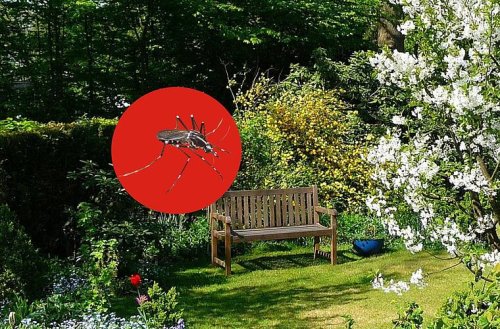 Immer mehr Regionen in Franken betroffen: Wer diese Mücke im Garten sieht, sollte schnell handeln