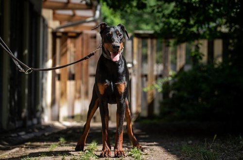 "Dafür muss nun Tyson bezahlen": Tierheim schildert bewegendes Hundeschicksal