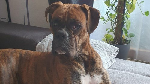 Nürnberg: Verletzter Hund entlaufen - Polizei bittet um Hinweise
