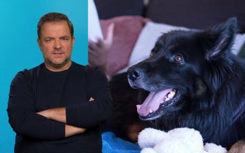 Martin Rütter über Problem-Hund: Gibt "Gründe, warum ihn keiner haben wollte"
