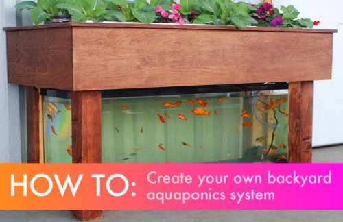 DIY: Everything You Need to Know to Build a Simple Backyard Aquaponics System