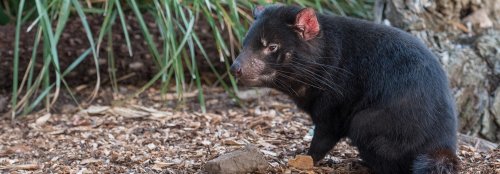 Tasmanian devil conservation project turns tragic for birds