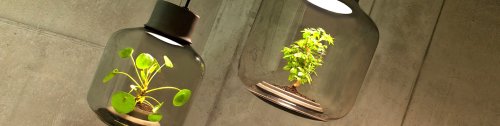 These lamps let you grow plants anywhere - even in windowless rooms