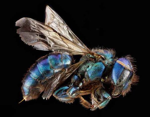 Breathtaking Macro Portraits of Bees by Sam Droege