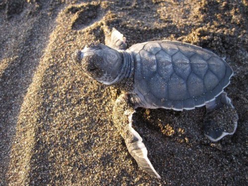 How to protect endangered baby sea turtles