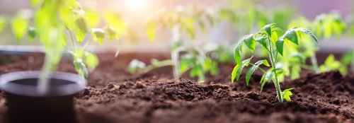 gardening for beginners download free gardening for beginners download free