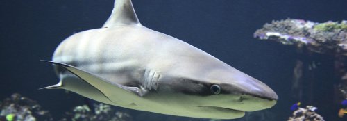 Preparing COVID-19 vaccine could kill half a million sharks