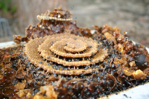 No one knows why these bees build incredible spiraling hives
