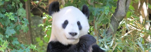 Panda conservation efforts lead to unexpected losses