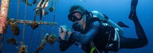 Artificial coral reefs help marine life and biodiversity