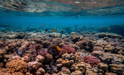 Coral growth may be boosted with artificial reefs