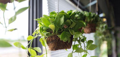 9 ways to add more houseplants to your home