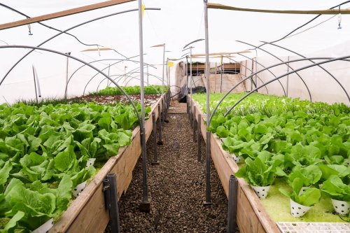 Incredible rooftop farm takes over Israel’s oldest mall to grow thousands of organic vegetables