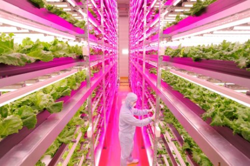 The World's Largest Indoor Farm Produces 10,000 Heads of Lettuce a Day in Japan