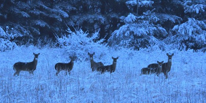 Indiana Deer Hunters Urged To Remember Safety Tips - InkFreeNews.com
