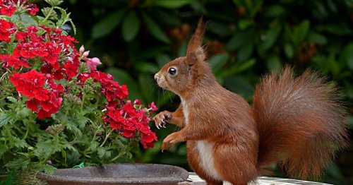 Here's Why Squirrels in Your Garden is a Blessing!