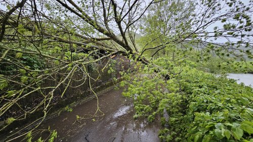 Rheinland-Pfalz: Unwetter - Teils schwere Böen - Bäume stürzen um, Dachteile fallen herab