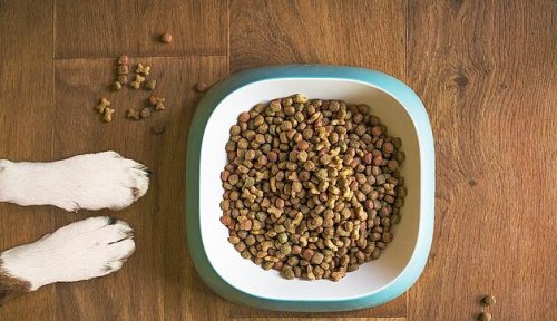 Stiftung Warentest: Trockenfutter für Hunde - diese Supermarkt-Eigenmarke ist der Testsieger