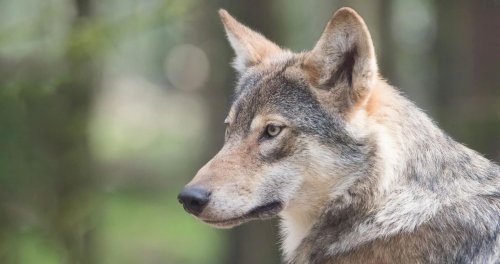 Donaueschingen: Neuer Wolf auf der Baar heimisch – Folgen für Herdenschutz