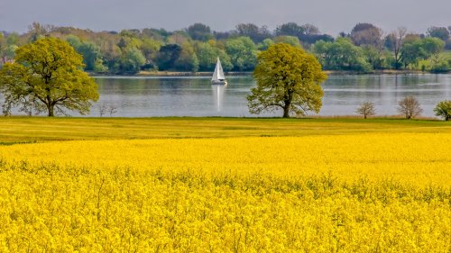 Rapsblüte 2025: Millionen Hektar leuchten gelb – So viel wächst jetzt in Deutschland