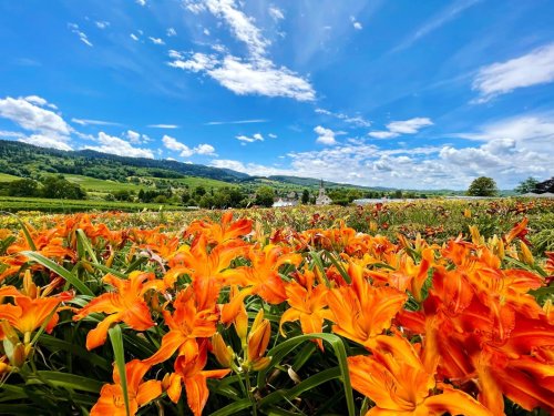 Ausflugstipps: Blütenpracht & Gartenträume –Traumhafte Gärten im Schwarzwald