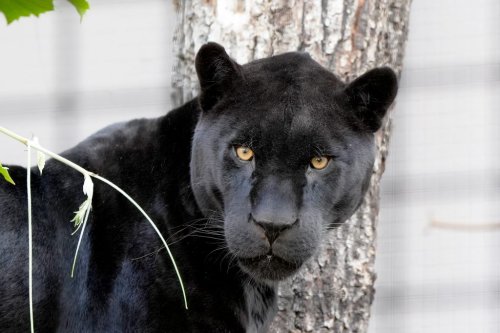 Tierischer Neuzugang: Teo, der neue Schwarze Jaguar der Wilhelma