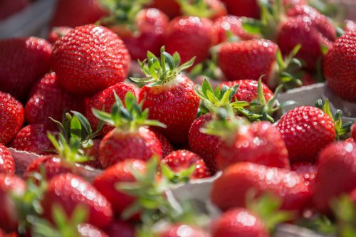 Startschuss für die Erdbeerzeit: So schmeckt der Frühling & dazu ein eiskaltes Rezept zum Dahinschmelzen