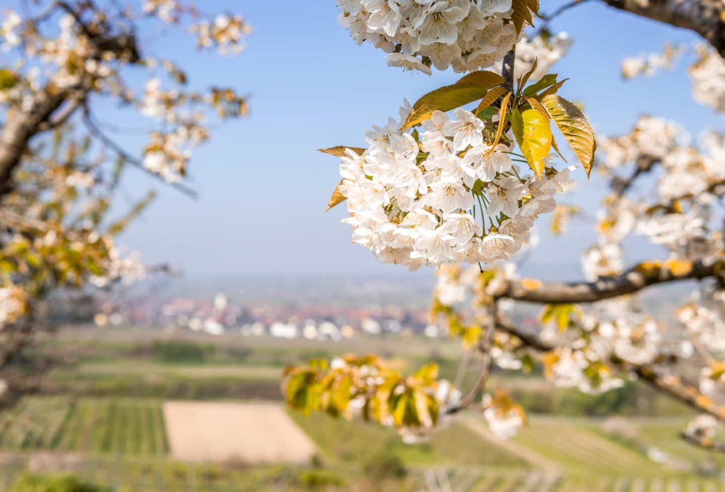 Die 10 schönsten Blütenwanderungen im Schwarzwald: Kirschblüten, Raps & Frühlingsgefühle
