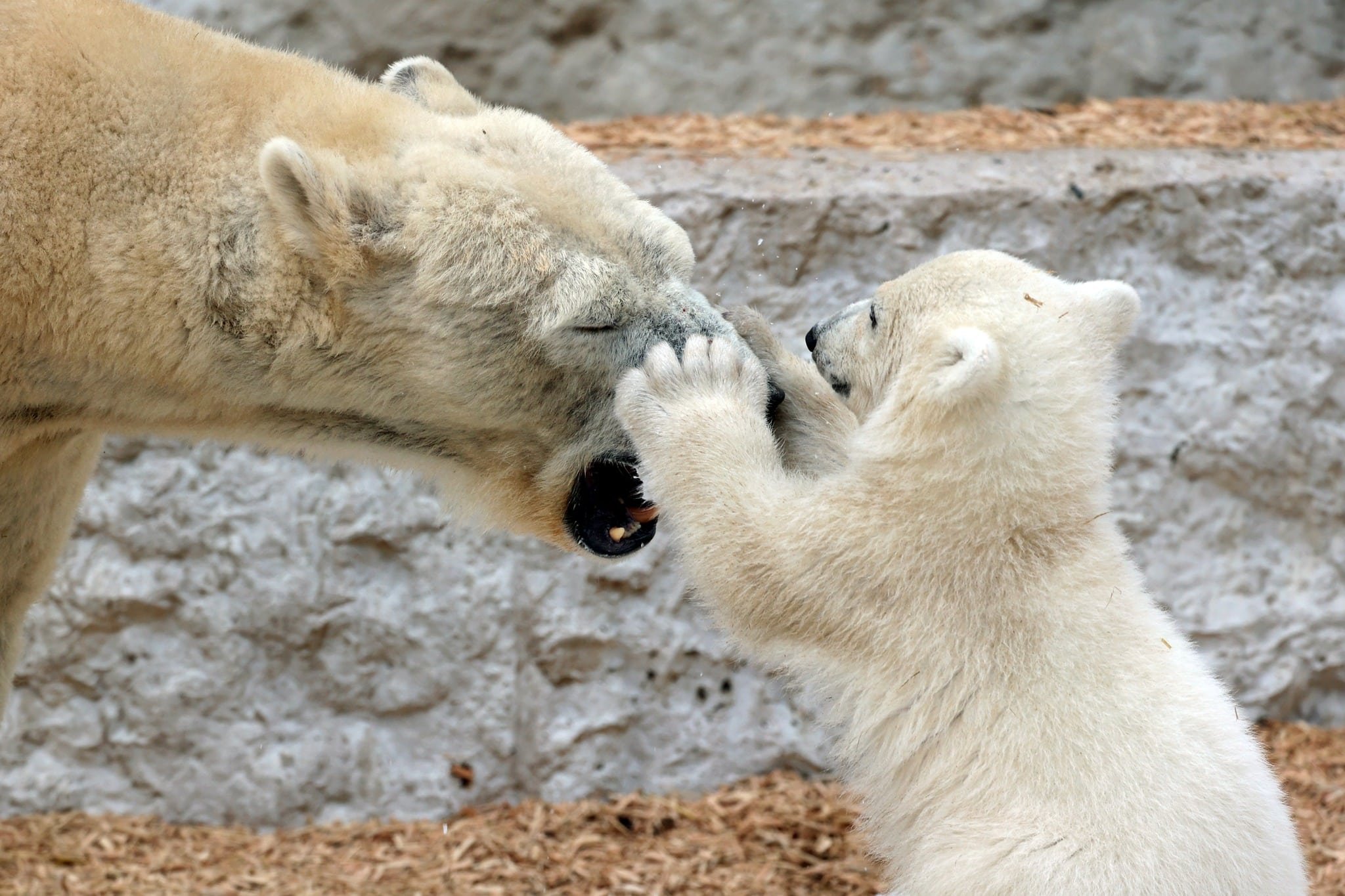 Süßes Geheimnis gelüftet! Karlsruhes Mini-Eisbär heißt MiKa & begeistert die Besucher