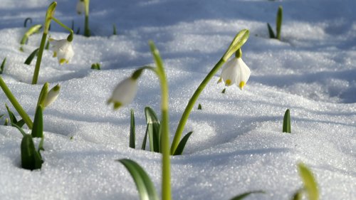 Wetter-Achterbahn: Frost, Sonne, und Frühling in Baden-Württemberg, ab Freitag mehr als 15 Grad!