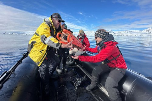 Listening for Whale Sounds 1,000 feet Deep in the Antarctic Ocean
