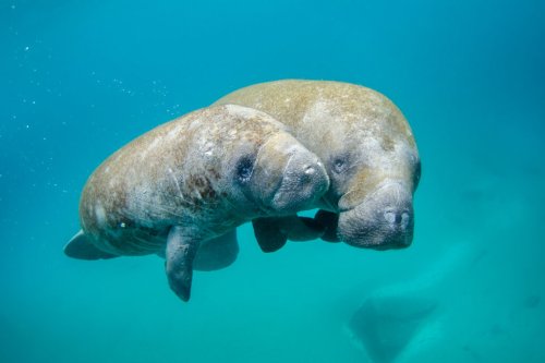 Federal Judge Orders Florida to Address Pollution That Led to Manatee Deaths