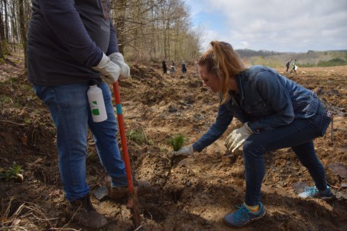 New Study Shows Planting Trees May Not Be as Good for the Climate as Previously Believed
