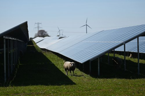 In Wyoming, Sheep May Safely Graze Under Solar Panels in One of the State’s First “Agrivoltaic” Projects