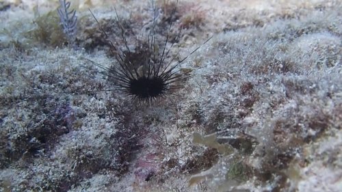 Scientists Want to Help Solve Invasive Sea Urchin Problem by Eating Them